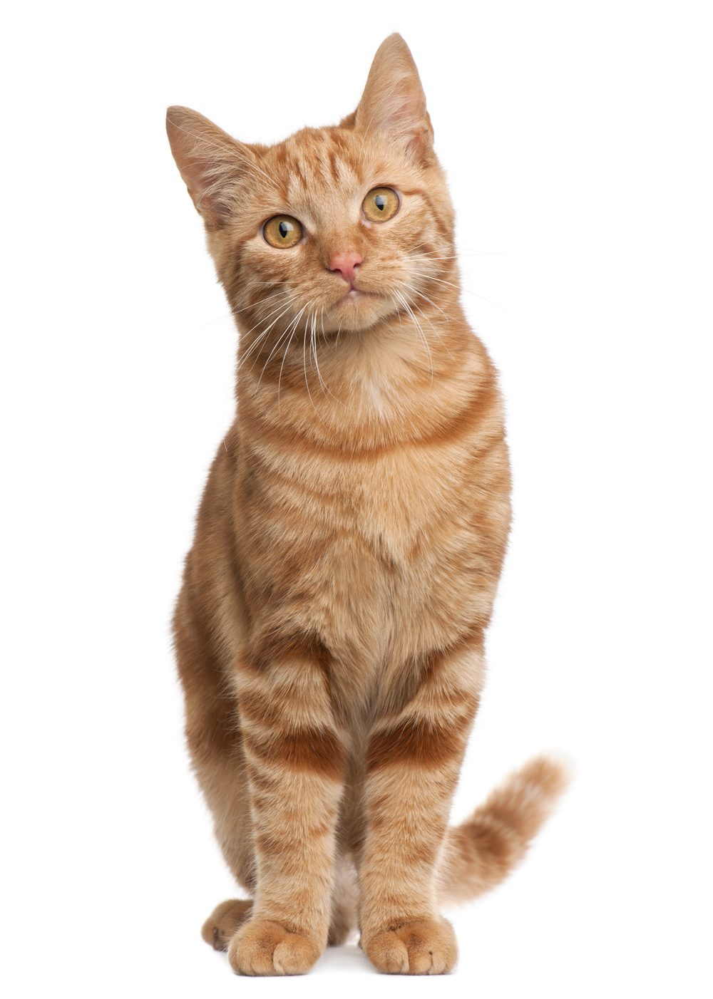 A ginger cat sizing up its future estate
