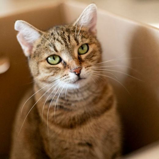 A tabby cat sitting in its cardboard house