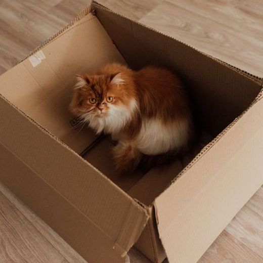 A fluffy cat lounging in a cardboard box house