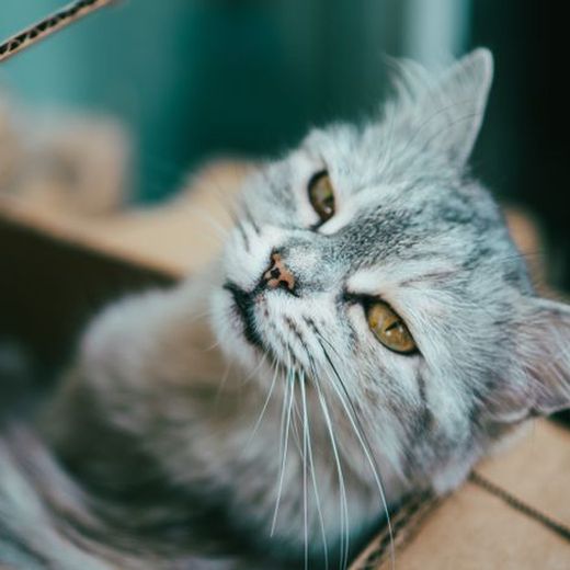 A gray kitten peeking out of a cardboard castle